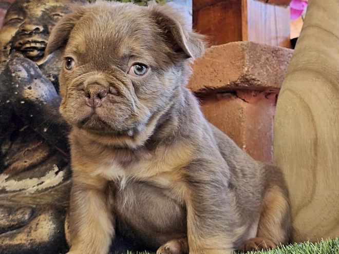 Französische Bulldogge Welpe kaufen