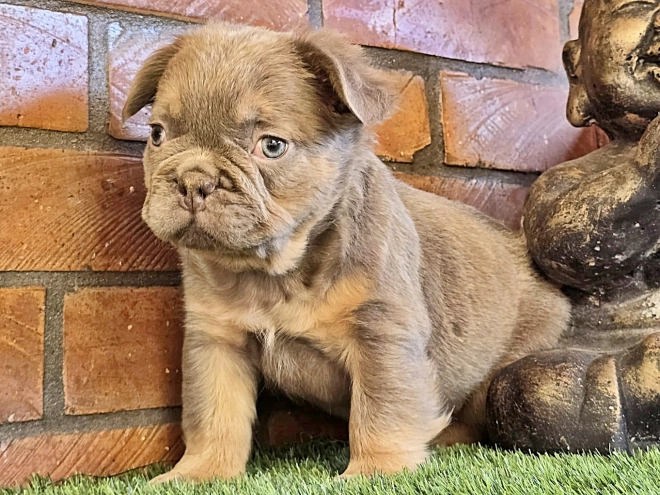 Französische Bulldogge Welpe kaufen