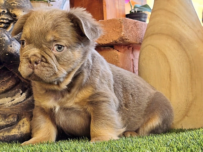 Französische Bulldogge Welpe kaufen