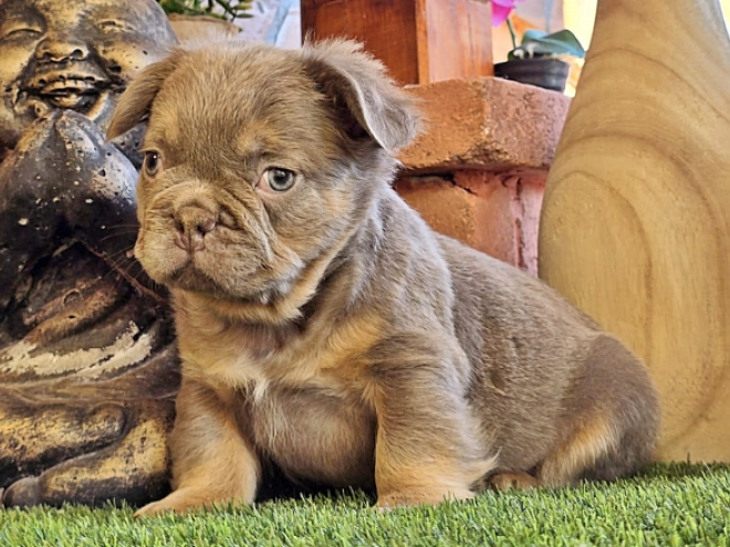 Französische Bulldogge Welpe kaufen