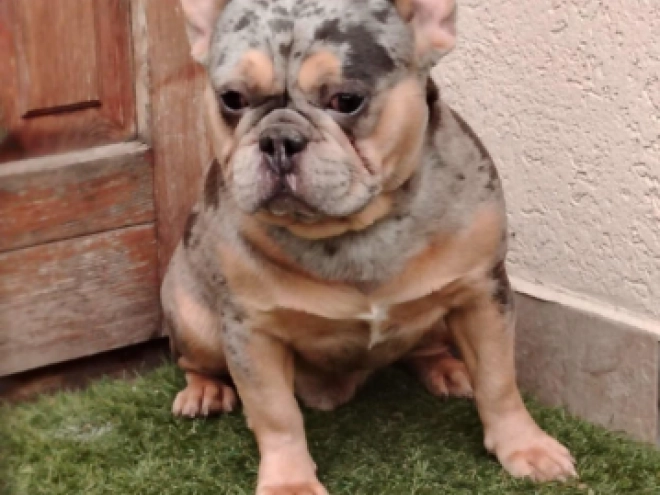 Französische Bulldogge Welpe kaufen