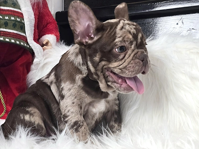 Perros Bulldog Francés en venta
