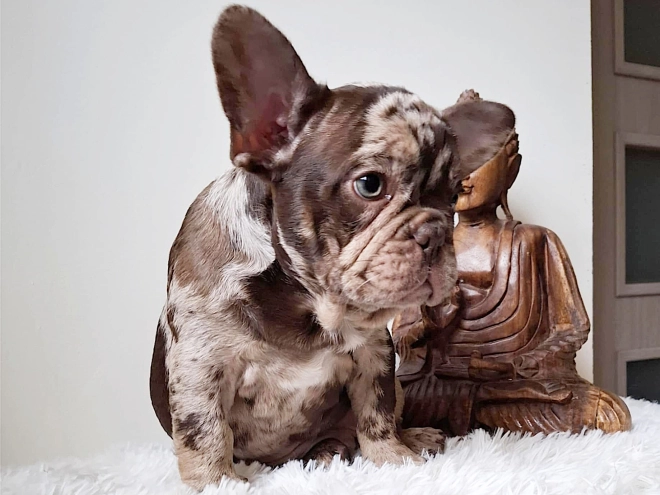 Perros Bulldog Francés en venta