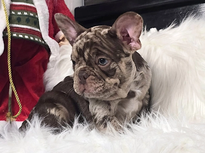 Perros Bulldog Francés en venta