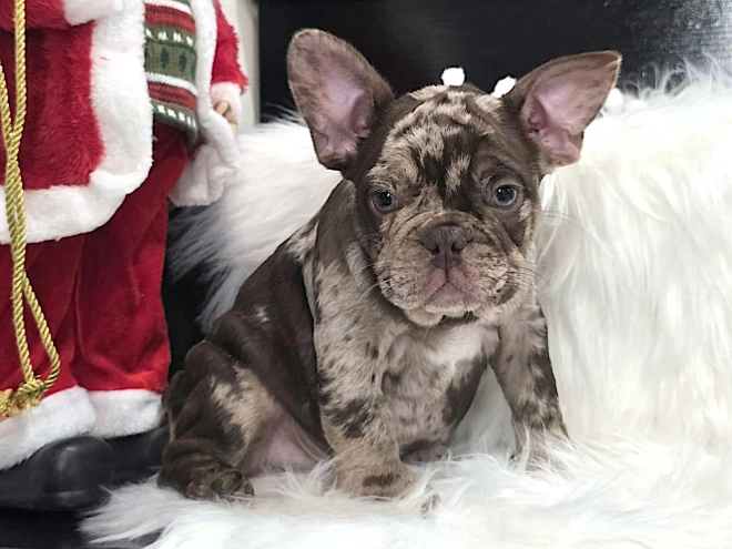 Perros Bulldog Francés en venta