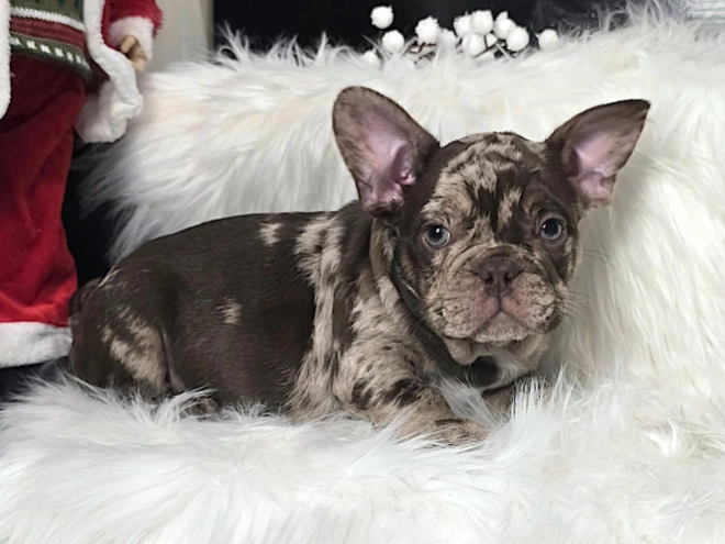 Perros Bulldog Francés en venta
