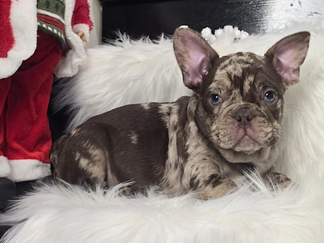 Perros Bulldog Francés en venta