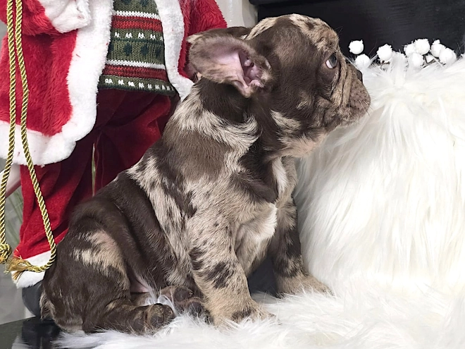 Perros Bulldog Francés en venta