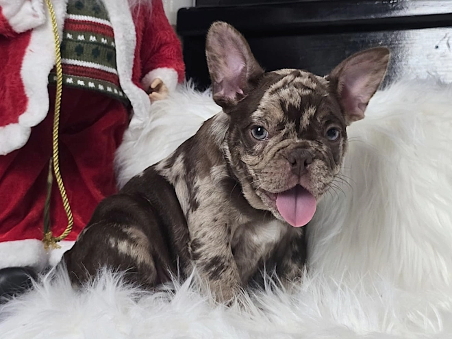 Perros Bulldog Francés en venta