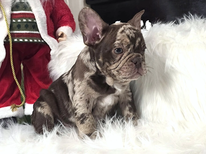 Perros Bulldog Francés en venta