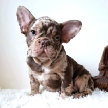 Beaufort, royo tan merle French Bulldog for sale