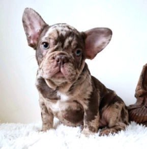 Beaufort, royo tan merle French Bulldog for sale