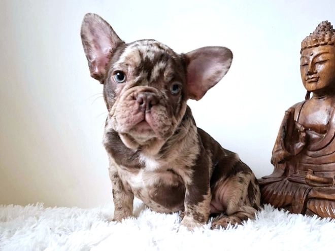 Perros Bulldog Francés en venta