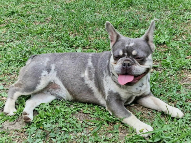 Perros Bulldog Francés en venta