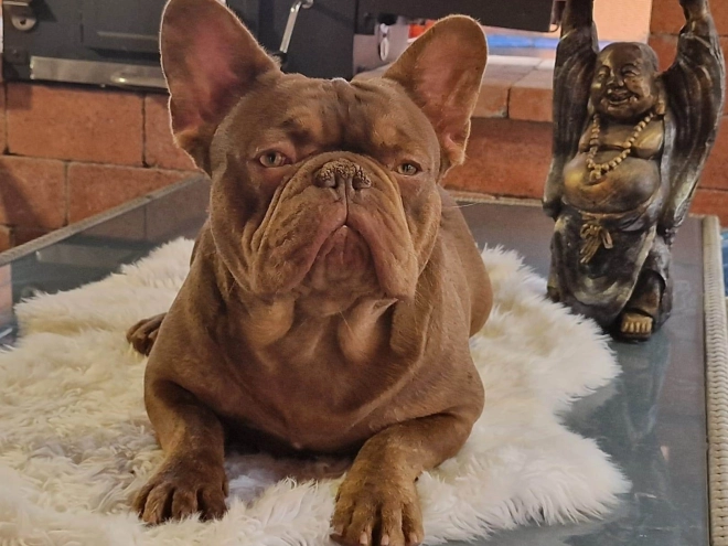 Perros Bulldog Francés en venta