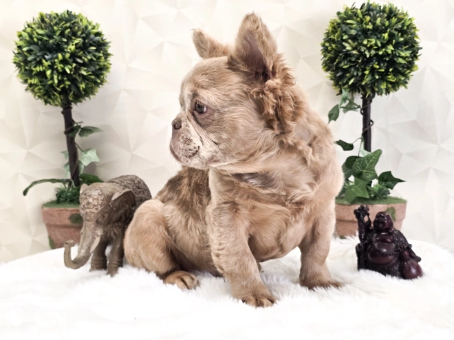 Perros Bulldog Francés en venta