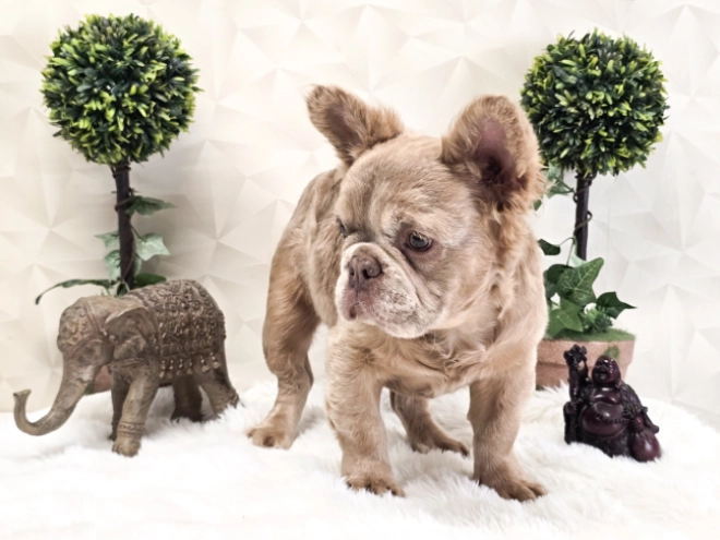 Perros Bulldog Francés en venta
