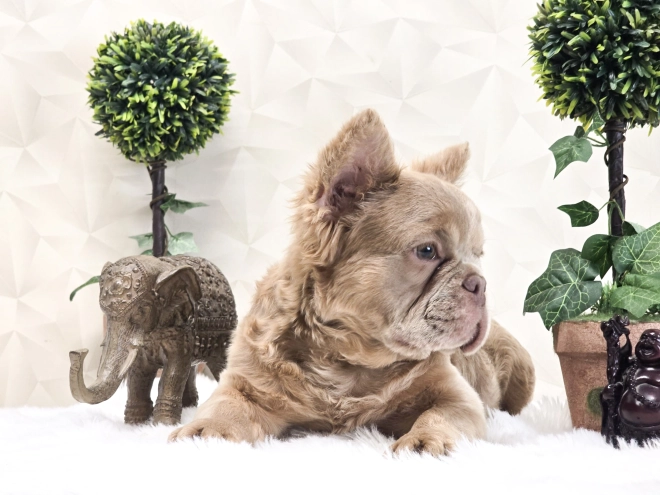 Perros Bulldog Francés en venta