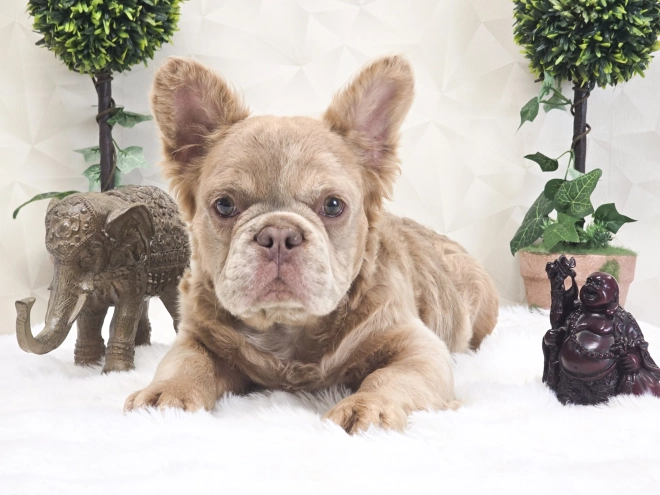 Perros Bulldog Francés en venta