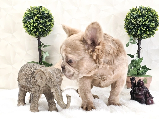 Perros Bulldog Francés en venta