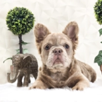 Dream Pie, izabella merle fluffy French Bulldog for sale