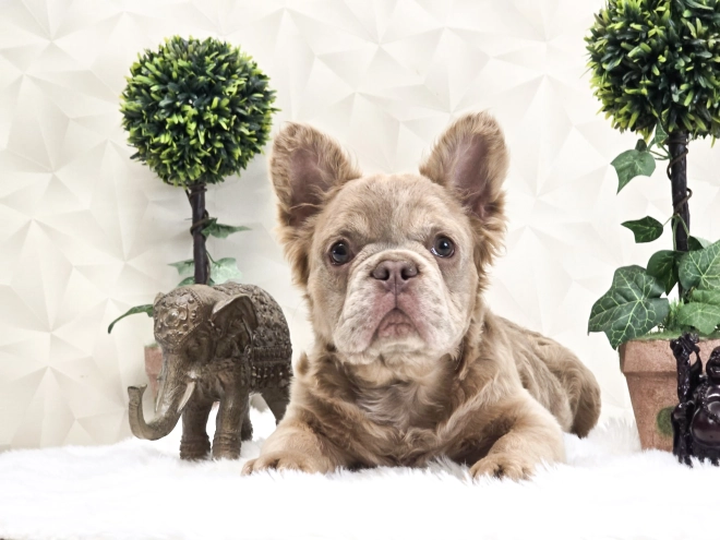 Perros Bulldog Francés en venta