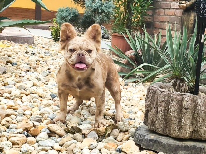 Perros Bulldog Francés en venta