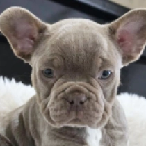 Oreo, blue French Bulldog for sale