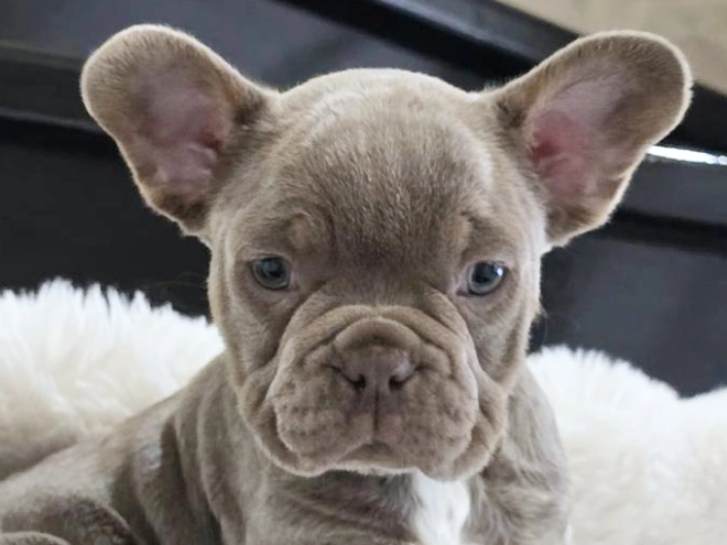 Perros Bulldog Francés en venta