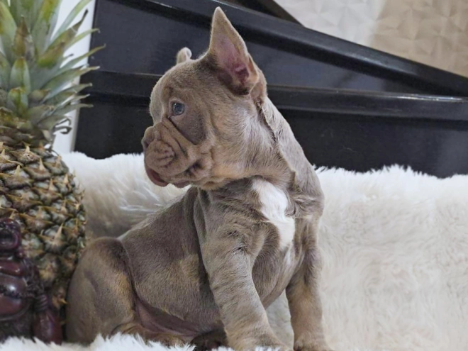 Perros Bulldog Francés en venta
