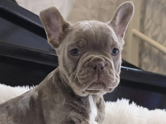 Perros Bulldog Francés en venta