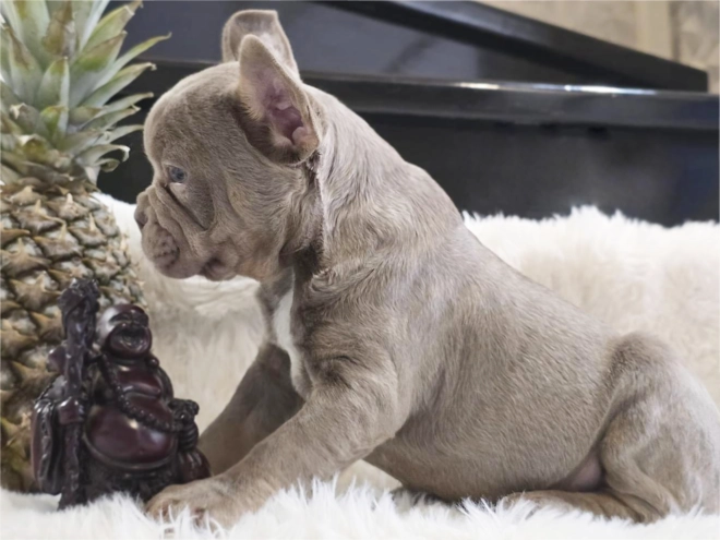 Perros Bulldog Francés en venta