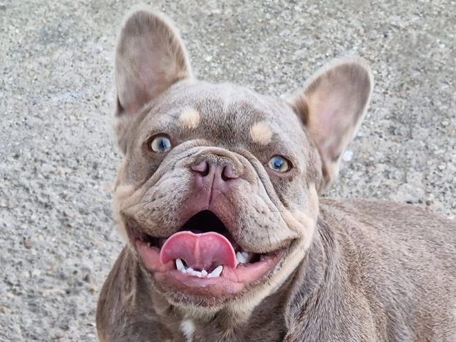 Perros Bulldog Francés en venta