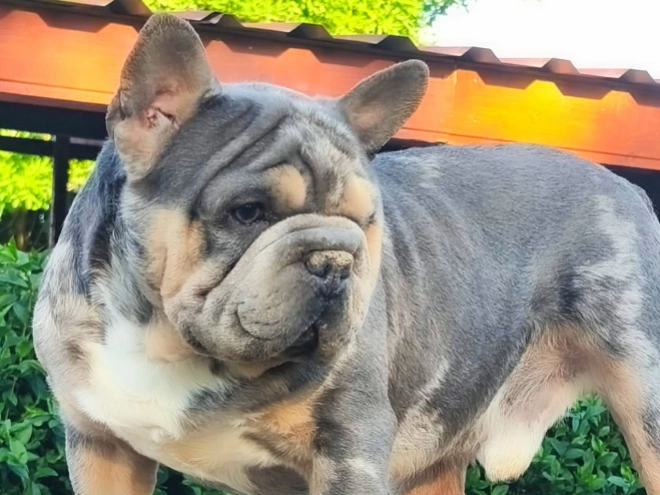 Perros Bulldog Francés en venta