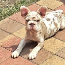 Mira, izabella tan merle bigrope French Bulldog for sale