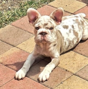 Mira, izabella tan merle bigrope French Bulldog for sale