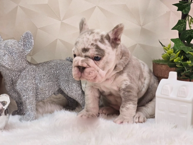 French Bulldog puppy for sale