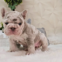 Mira, Izabella tan merle big-rope French Bulldog for sale