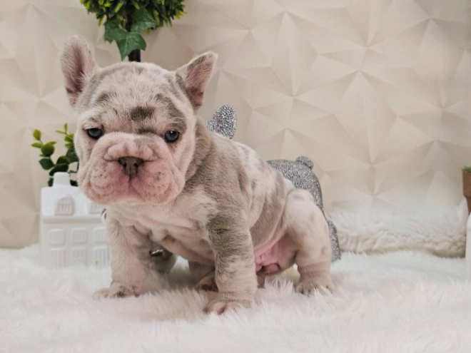 French Bulldog puppy for sale