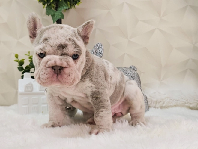 French Bulldog puppy for sale