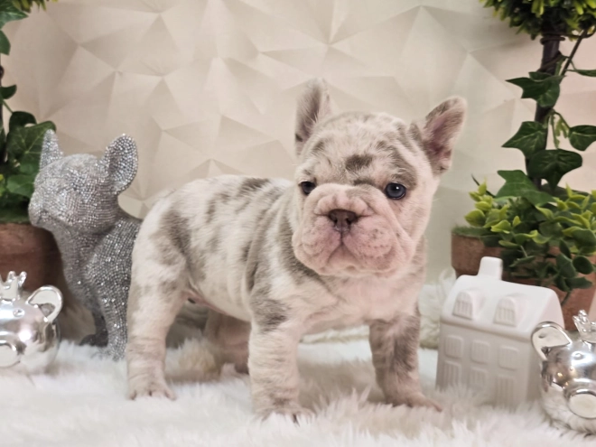 French Bulldog puppy for sale