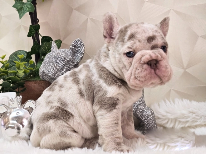 French Bulldog puppy for sale