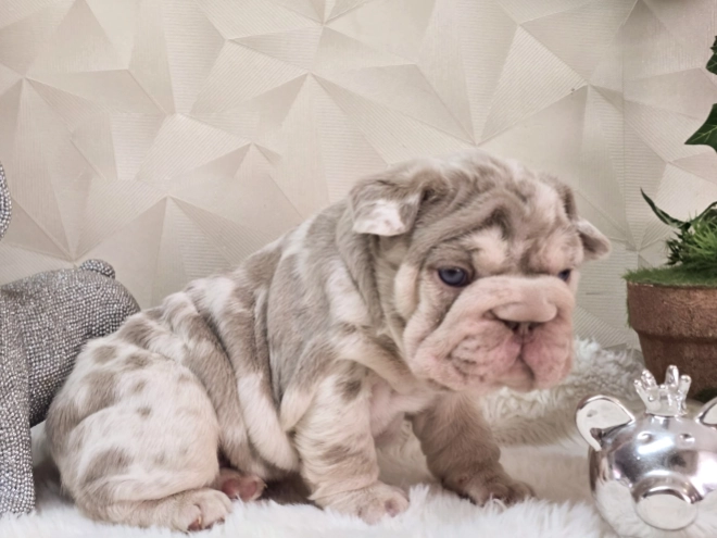 French Bulldog puppy for sale