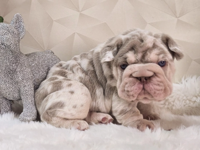 French Bulldog puppy for sale