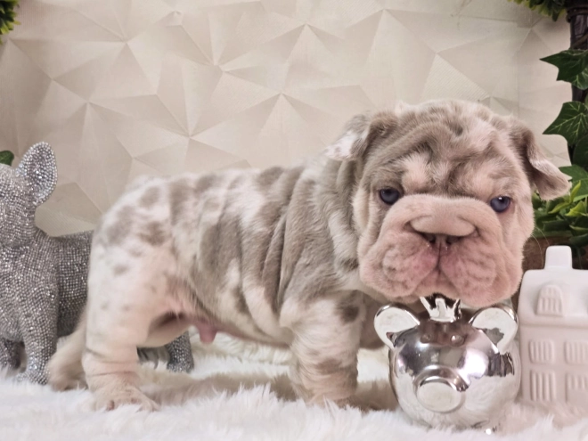 French Bulldog puppy for sale