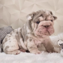 Dollar, izabella tan merle bigrope French Bulldog for sale