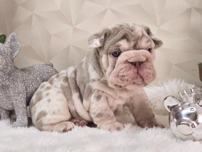 French Bulldog puppy for sale