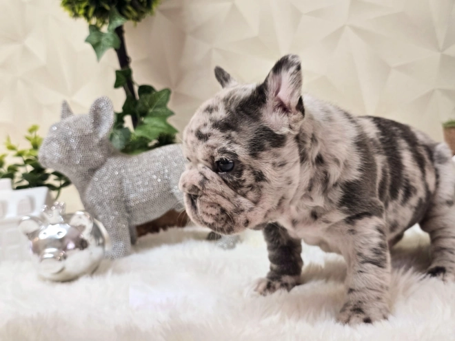French Bulldog puppy for sale