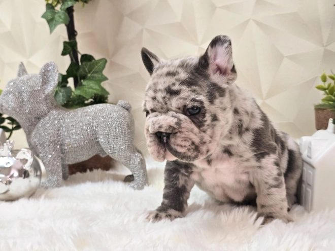 French Bulldog puppy for sale