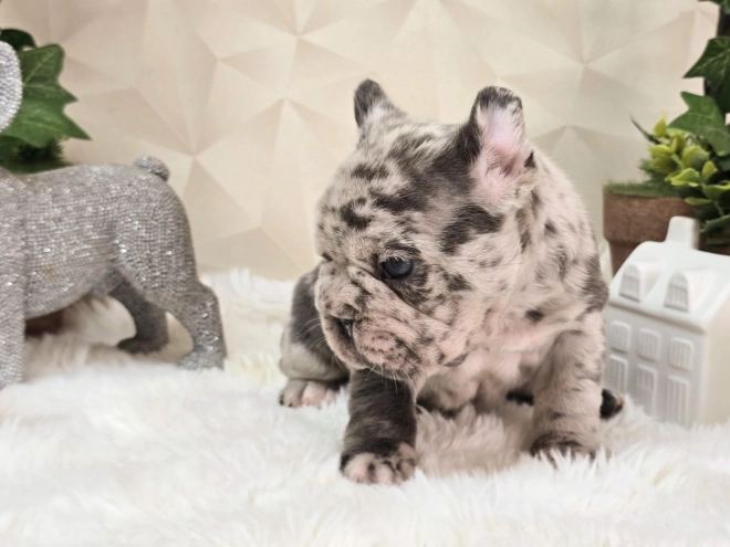French Bulldog puppy for sale